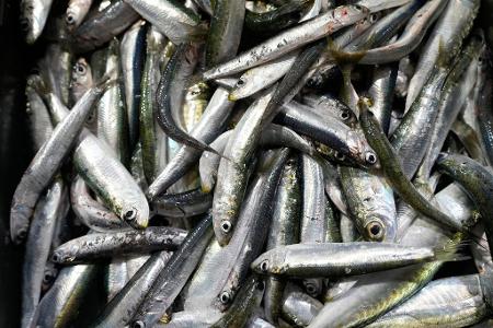 Der Großteil des europäischen Bedarfs an Sardinen wird mit Importen aus Marokko gedeckt. (Symbolbild)