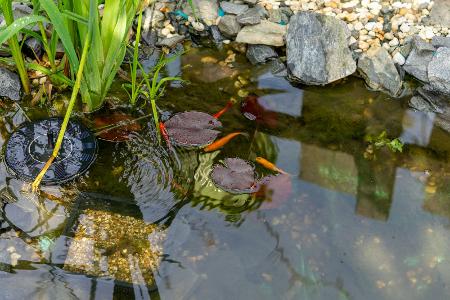Aufgaben rund um den Gartenteich