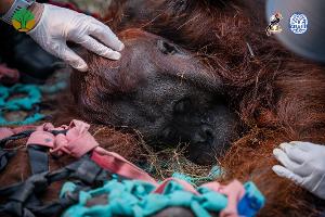 Das Orang-Utan-Männchen starb wahrscheinlich infolge der Waldbrände.