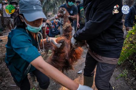 Sampurna war am Sonntag zunächst völlig geschwächt entdeckt worden - und starb später offenbar wegen Atemwegsproblemen.