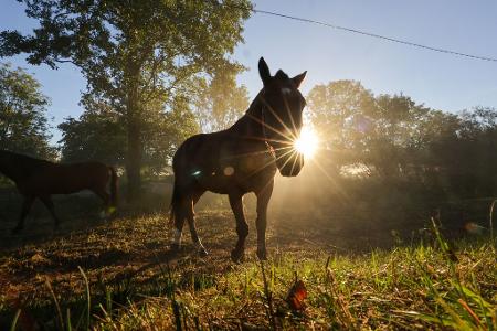 Pferd am Morgen