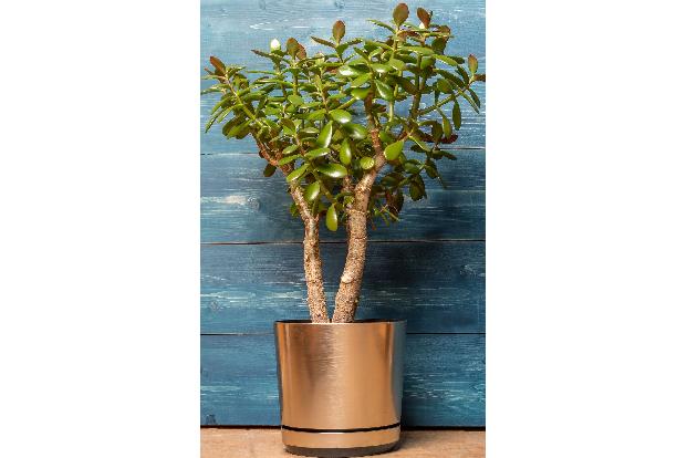 Wasser sparen mit dem Geldbaum