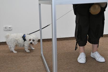 Ein kleiner Hund wartet in einem Wahllokal vor einer Wahlkabine. 