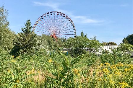 Überwuchertes Gelände eines verlassenen Freizeitparks, im Hintergrund ein Riesenrad