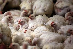 In Deutschland ist der Konsum von Geflügelfleisch in den vergangenen Jahren deutlich gestiegen. (Archivbild)