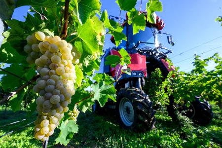Winzervereinigung Freyburg beginnt Weinlese in Zscheiplitz