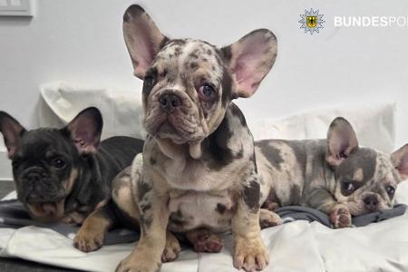 Tierisches Trio am Hauptbahnhof