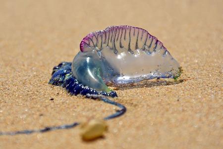 Portugiesische Galeere 
