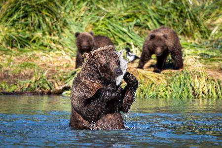Grizzlybären