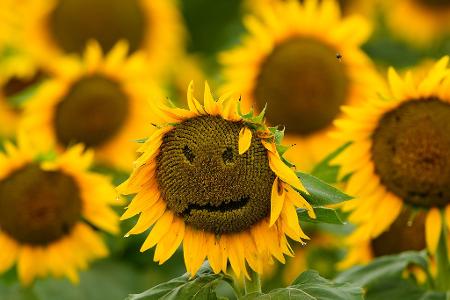 Auf einem Feld in der Nähe von Lawrence in den USA ist während es regnet ein Smiley auf einer Sonnenblume zu sehen.