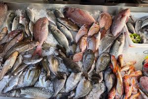 Frischen Fisch erkennt man unter anderen an den klaren, glänzenden Augen. 