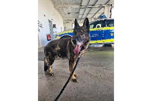 Schäferhund