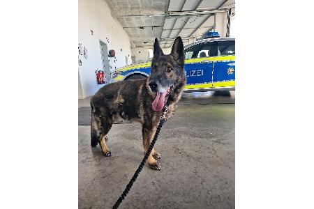 Schäferhund
