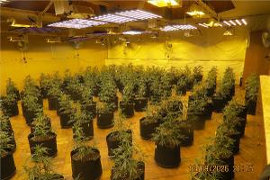 Cannabisplantage. Quelle: Polizei Osterode