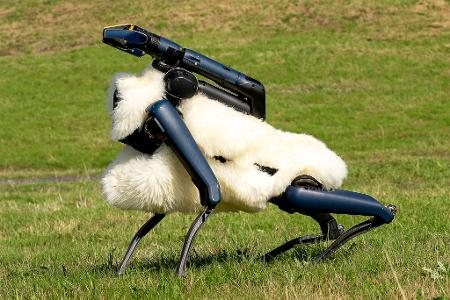 Robo-Schaf auf der Halde Hoheward im Ruhrgebiet