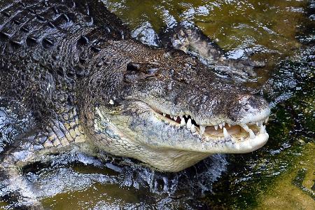 Olympia in Australien: Rudern im Krokodil-Fluss
