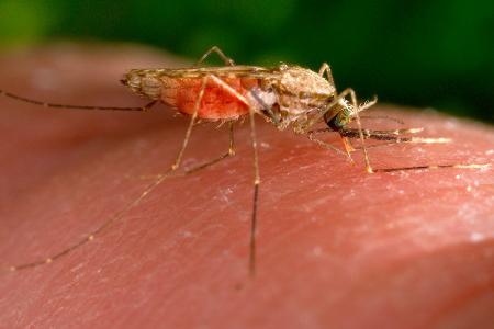 Es gibt nun einen weiteren Malaria-Todesfall in Frankfurt. (Archivbild)