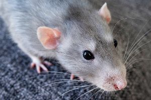 Ratte schaut direkt in die Kamera
