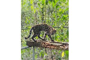 Ein Leopardus tilcayo lebt im Tierheim "La Senda Verde".