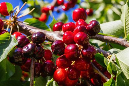 Obstbaubetriebe in Deutschland können Summe ein gutes Kirschenjahr bilanzieren. (Archivbild)
