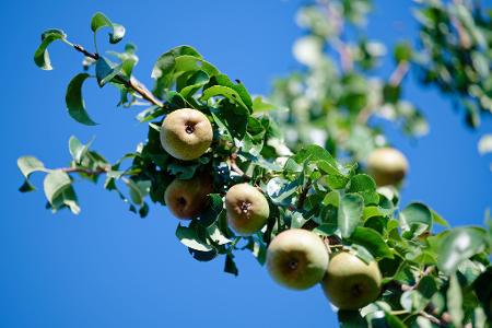Nach ersten vorläufigen Schätzungen erwarten die Obstbaubetriebe 2026 eine gute Birnenernte. (Archivbild)