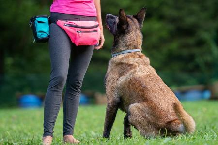 Wenn Hunde ausrasten: Was Halter über das Nervensystem wissen müssen