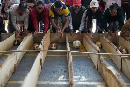 Meerschweinchenrennen gehören in mehreren Regionen Ecuadors zu den Volksbräuchen.