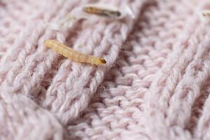Motten im Kleiderschrank: Warum sie im Herbst zum Problem werden