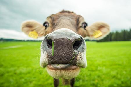 Mensch, Tier und Umwelt leidet