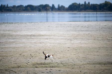 Tierisch trocken. Eine Katze läuft über den Seegrund im Schweizer Teil des Bodensees.