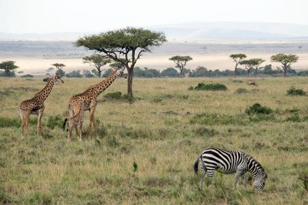 Flugzeuge und Zebras können sich im Nationalpark gefährlich nah kommen. 