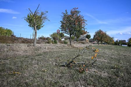 Vor dem Absturz hatte es einen Baum gestreift. 