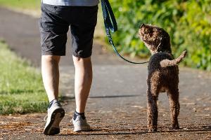 Für das Halten von Hunden erheben Kommunen in Deutschland eine Hundesteuer.