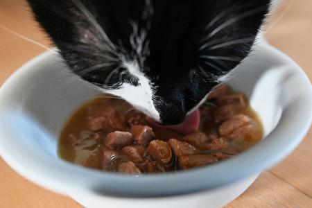 Tierfutter kostet fast 36 Prozent mehr als 2020 – und auch die Hundesteuer erreicht Rekordwerte. (Archivbild)
