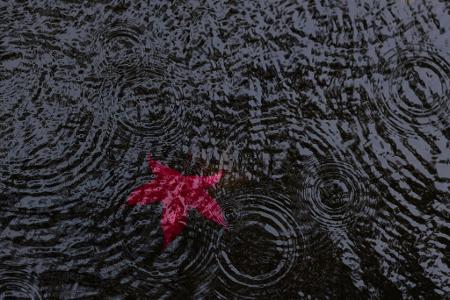 Rotes Herbstblatt im Weiher - Es wird regnerischer