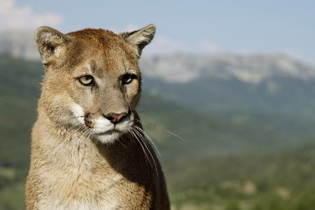 Polizei sucht nach einem möglichen Puma im Landkreis Erding. (Symbolbild)