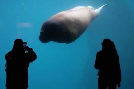 Walross schwimmt im Tierpark Hagenbeck an Besuchern vorbei
