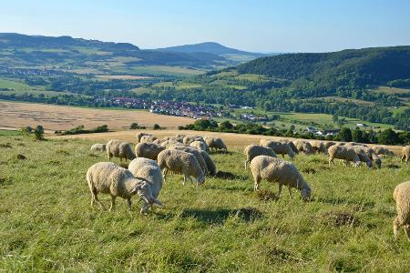 Wolle vom Schaf