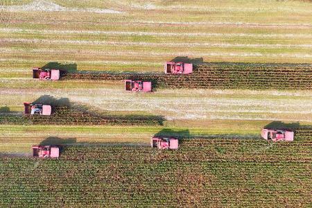Ein Drohnenfoto zeigt landwirtschaftliche Maschinen bei der Maisernte auf den Feldern in der Gemeinde Yangliuxue bei der Stadt Binzhou in der ostchinesischen Provinz Shandong.