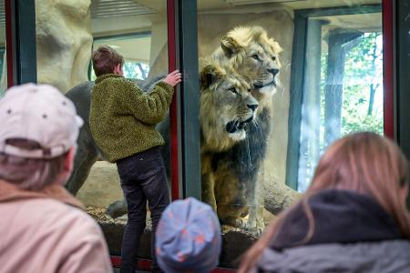 Keine Angst vor großen Löwen - Besucher im Zoo Halle schauen hinter die Kulissen.