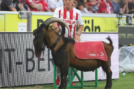 In Quarantäne: Köln-Maskottchen Hennes verpasst Derby