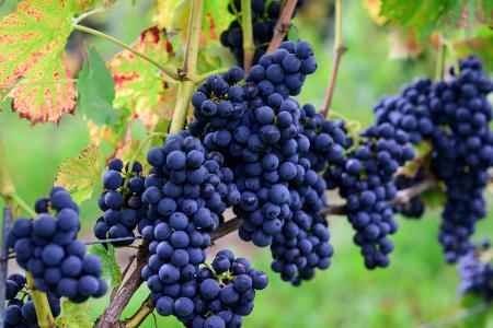 Die Weinlese liegt 2026 wieder unter dem Durchschnitt - etwa 30 Prozent entfallen auf rote Trauben. (Archivbild)