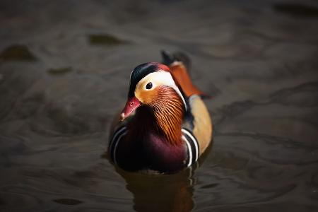 Anatidaephobie