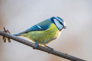 Blaumeisen sind weniger blau: Gefieder der Vögel verliert an Farbintensität