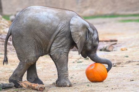 Das ist ein Kürbis, kleiner Elefant