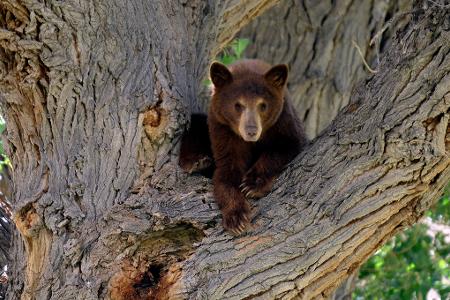 Es war nicht dieser Bär, der wegen eines Hundes auf einen Baum kletterte. Die Geschichte aus den USA begeistert das Internet. (Symbolbild)