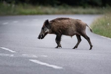 Eine Wildschweinrotte läuft am Abend über die Straße. Ein Autofahrer fährt in die Gruppe. Das hat schwerwiegende Folgen. (Symbolbild)