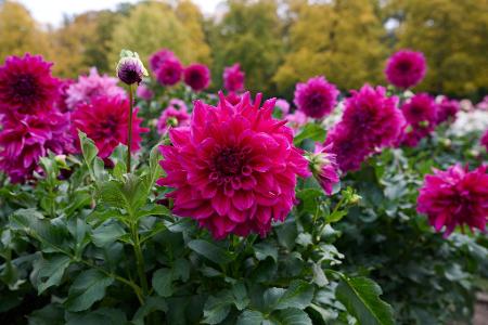 Dahlien in Knallfarben