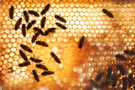 Bienen sind gegen die Sonne auf einer Bienenwabe in einem Schaukasten im Tierpark Hagenbeck in Hamburg zu sehen.