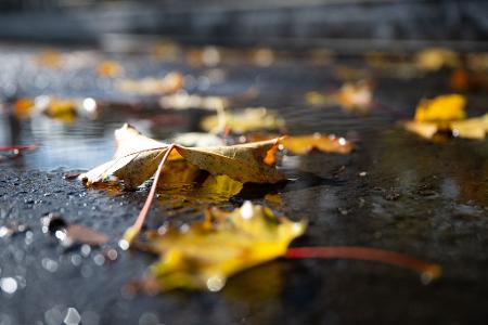 Herbstlich verfärbte Blätter liegen in einer Regenpfütze in Bad Nauheim.